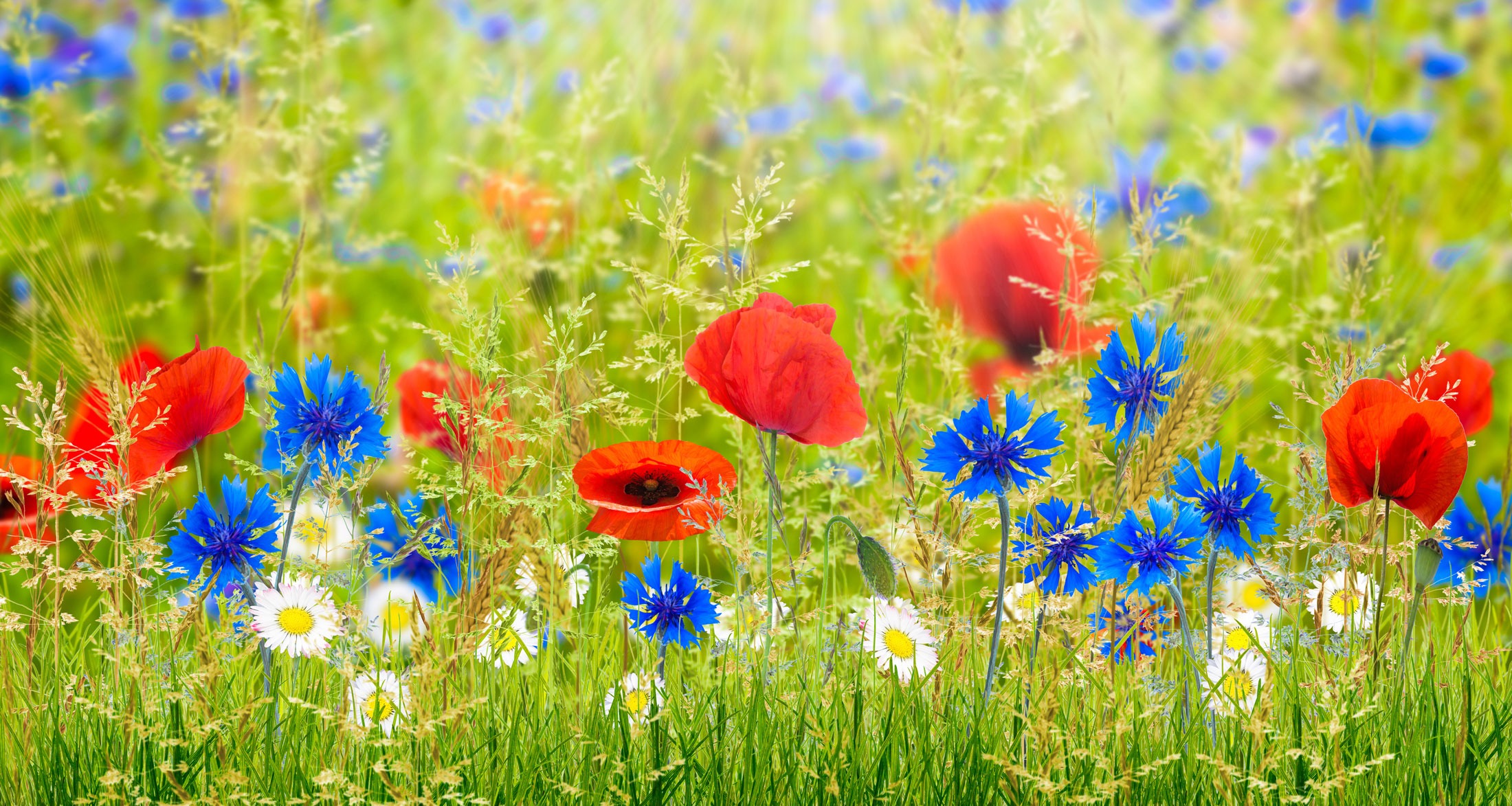 Read more about the article Den blomstertid nu kommer